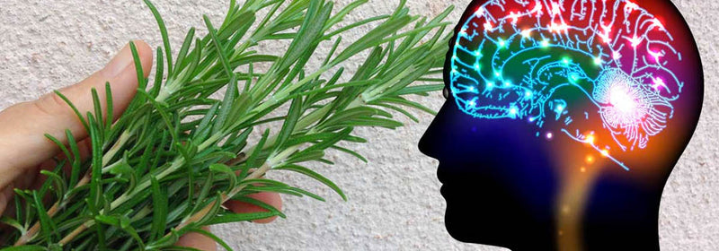 Which Natural Herbs Are Most Effective For Improving Memory?